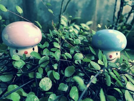 キノコさんこんにちは キノコさんこんにちはの写真