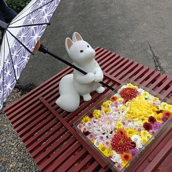 花手水 お稲荷さん,菊の花,カラフルの写真素材