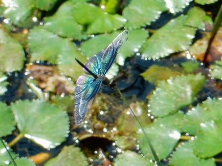 【昆虫写真】チョウトンボ(蝶蜻蛉) 【昆虫写真】チョウトンボ(蝶蜻蛉)の写真