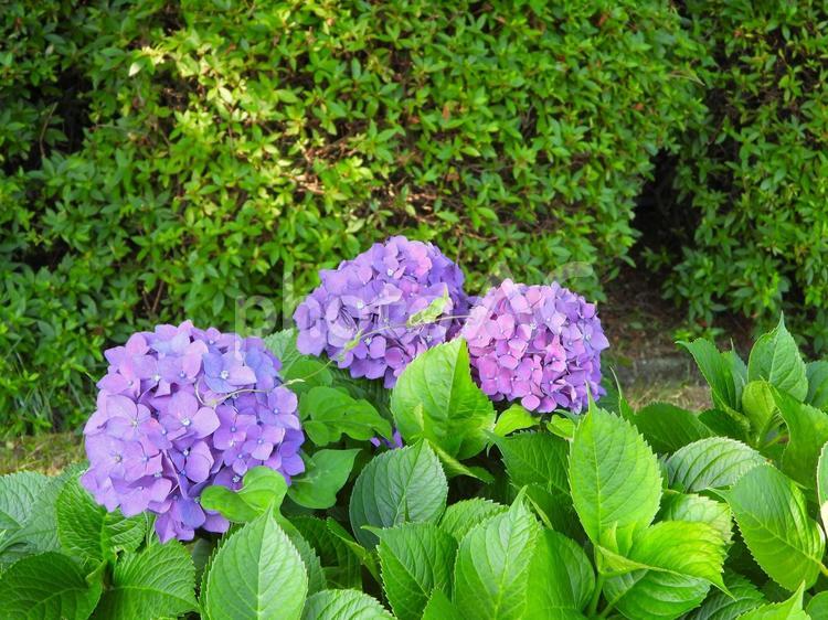 ピンクのアジサイの花 アジサイ,花,植物の写真素材