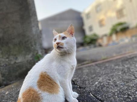 今日も太陽は眩しいにゃ! 今日も太陽は眩しいにゃ! 空,太陽,風の写真素材