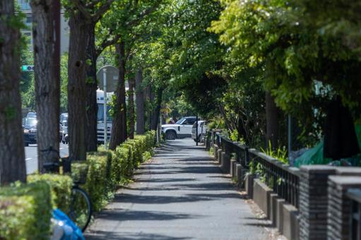 銀杏並木と歩道 銀杏並木と歩道の写真