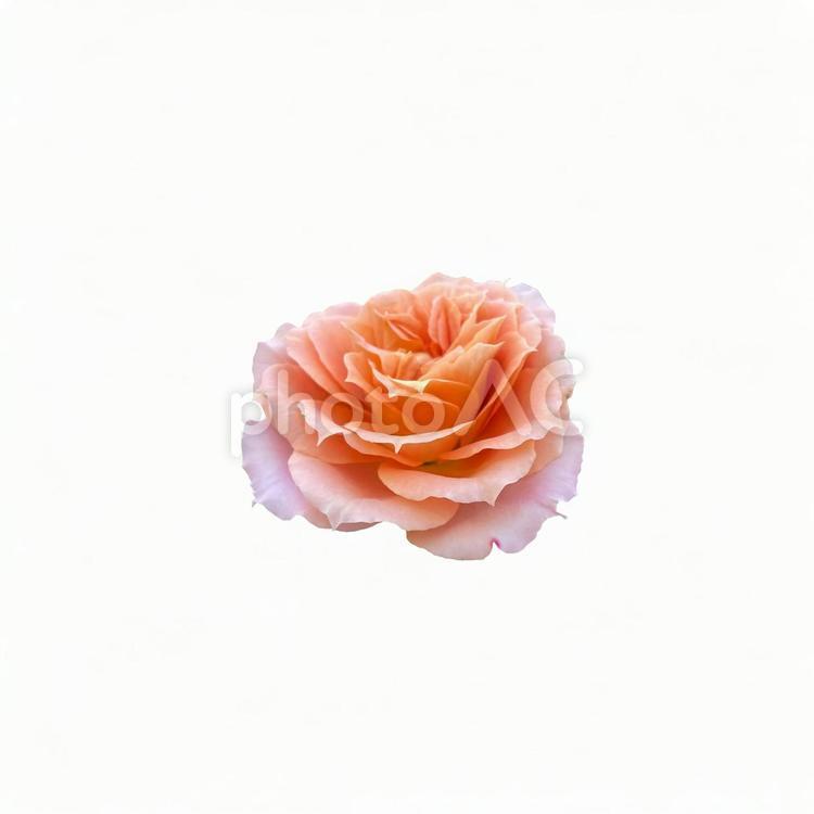 画像素材　薔薇　サーモンピンク バラ,サーモンピンク,切り抜きの写真素材