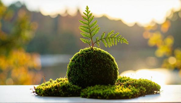 苔玉 苔玉の写真