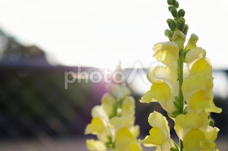 朝日で輝くかわいい金魚草の花 花びら,朝日,輝くの写真素材