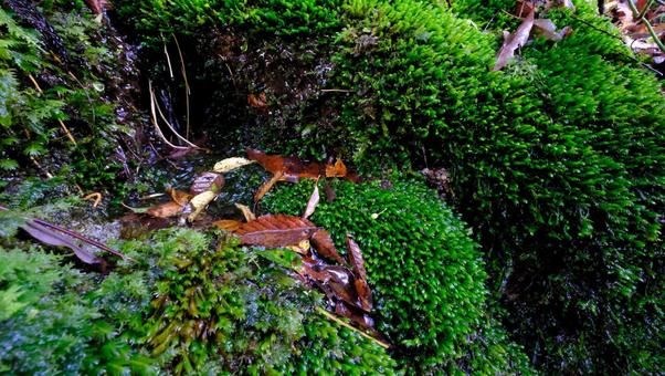 苔の上に乗っっている落ち葉 こけ,自然,植物の写真素材