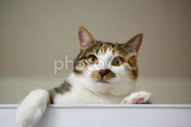 冷蔵庫の上でだらける三毛猫 猫,ネコ,ねこの写真素材