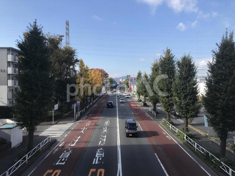 並木がある4車線道路 道路,空,並木の写真素材