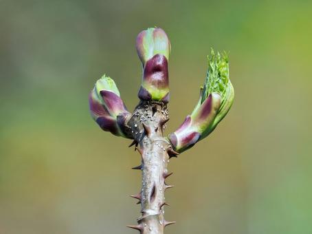 タラの芽 タラの芽,タラの木,タラノキの写真素材