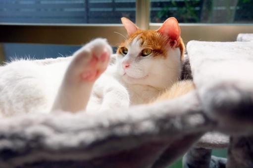 Cat Tower_17, JPG