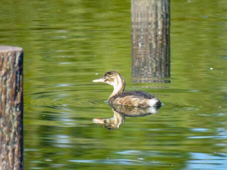池で泳ぐ冬羽のカイツブリ カイツブリ,野鳥,動物の写真素材