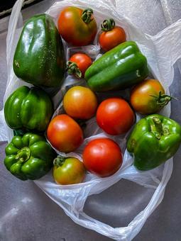 ＜素材＞ピーマンとトマト（夏野菜） ピーマン,トマト,野菜の写真素材