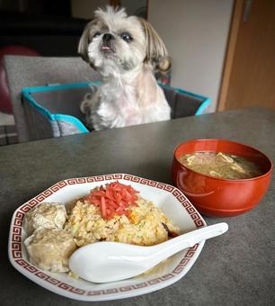 焼売チャーハンと愛犬 焼売チャーハンと愛犬 旦那飯,男の料理,手料理の写真素材