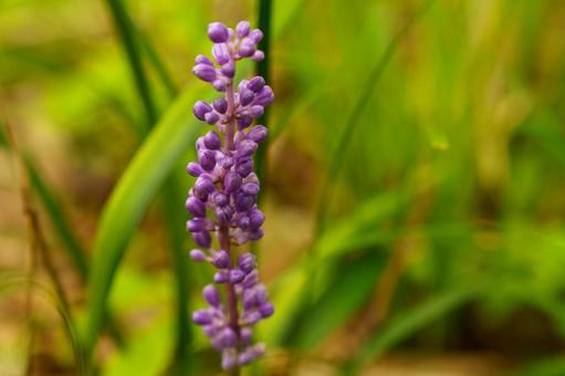 木陰でひっそりと咲くヤブラン 木陰でひっそりと咲くヤブラン 花,植物,紫色の写真素材