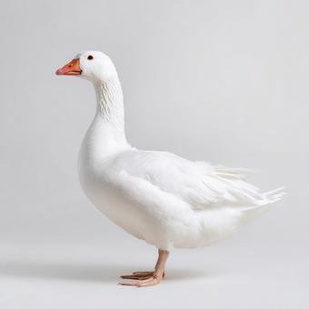 穏やかな表情が印象的な、白いガチョウ 穏やかな表情が印象的な、白いガチョウの写真