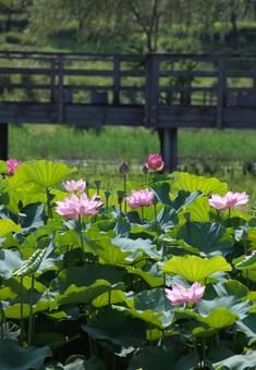 Photo, lotus, bridge, green, 