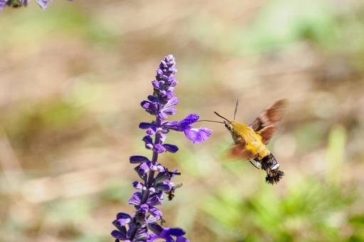 ヒメクロホウジャク(61) 蛾,虫,ヒメクロホウジャクの写真素材