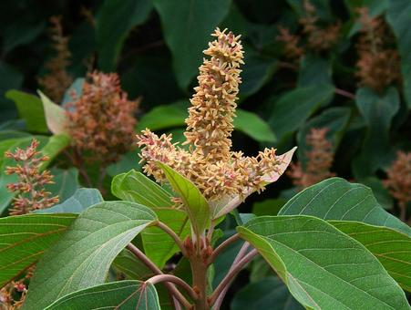 アカメガシワ アカメガシワ アカメガシワ,赤芽柏,赤芽槲の写真素材