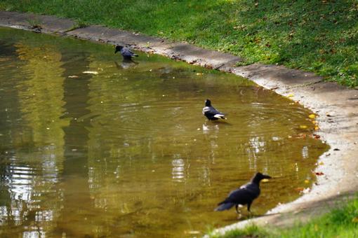 水辺のカラス 水辺のカラスの写真