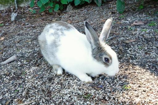 広島 大久野島 うさぎ島のうさぎ18 広島 大久野島 うさぎ島のうさぎ18 うさぎ,兎,卯の写真素材