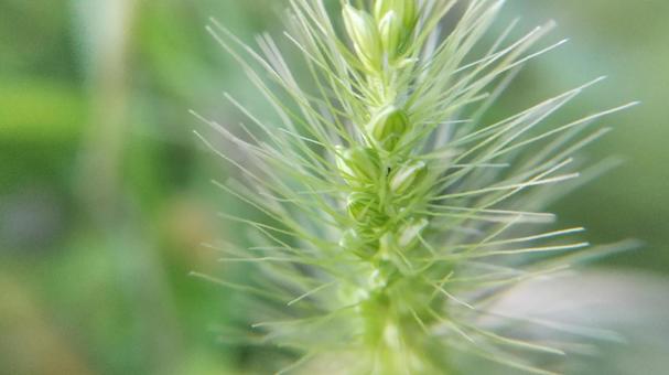 エノコログサの写真