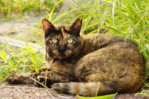 ねこ ねこの写真