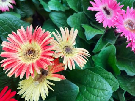 赤から黄にグラデーションするガーベラの花 赤から黄にグラデーションするガーベラの花の写真