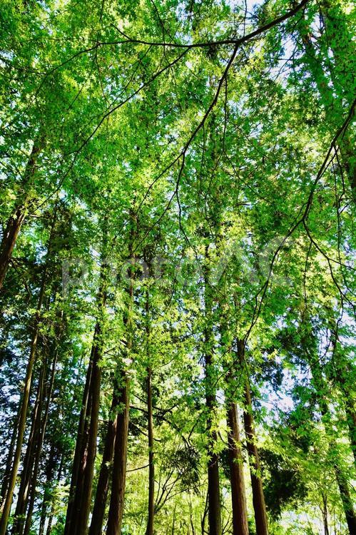 新緑の美しい森 新緑,木漏れ日,森の写真素材