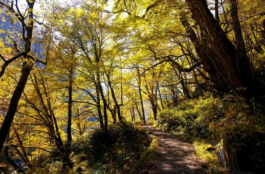 紅葉の森の道 紅葉の森の道の写真