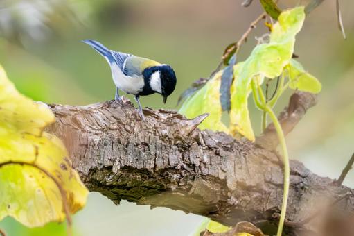 シジュウカラ(64) 野鳥,鳥,シジュウカラの写真素材