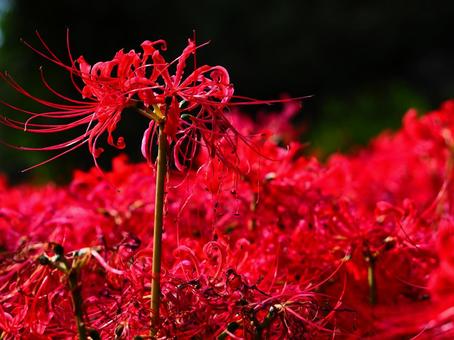 萎れゆくヒガンバナ―水元公園 萎れゆくヒガンバナ―水元公園 花,ヒガンバナ,彼岸花の写真素材
