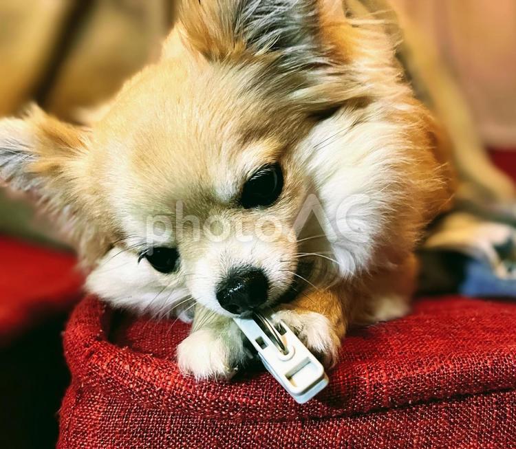 洗濯バサミをくわえる犬 チワワ,イヌ,ロングコートチワワの写真素材