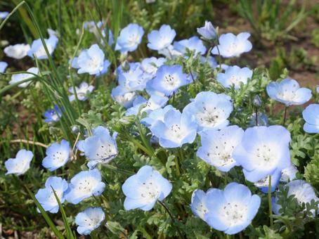 ネモフィラの花畑 ネモフィラの花畑の写真