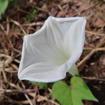アサガオ(朝顔) アサガオ(朝顔) アサガオ,朝顔,花の写真素材