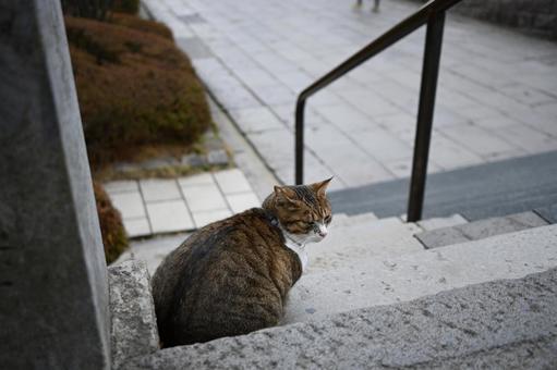 島猫 猫,可愛い猫,出会いの写真素材