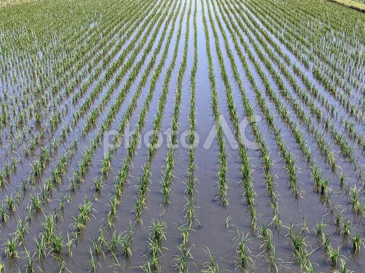 田植え　その4 自然,ナチュラル,素材の写真素材