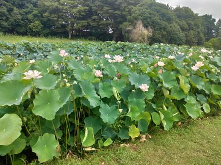 蓮の花 蓮の花の写真
