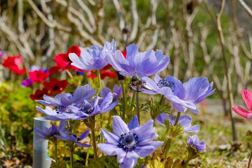 Photo, anemones, flower, petal, 