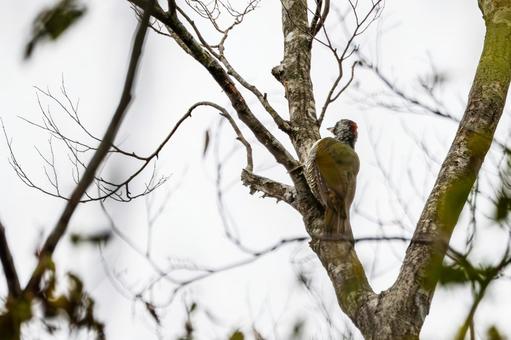 アオゲラ⑷ 鳥,アオゲラ,キツツキの写真素材