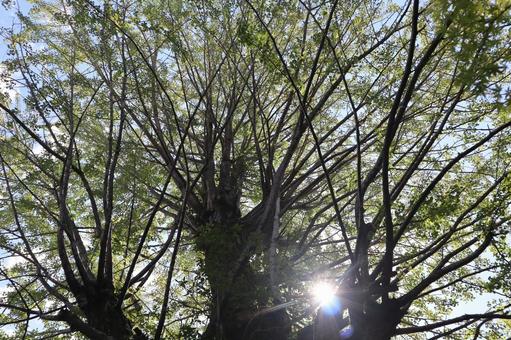 青空と緑の大樹の枝の隙間から光り輝く太陽 青空と緑の大樹の枝の隙間から光り輝く太陽の写真