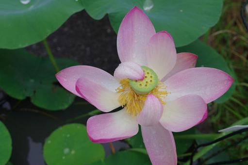 蓮 ハス 水辺の花 ピンクの花 蓮 ハス 水辺の花 ピンクの花 蓮,ハス,水辺の花の写真素材