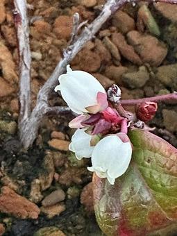 ブルーベリー花 ブルーベリー花の写真