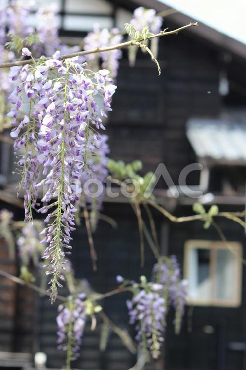 馬籠宿の藤 馬籠,馬籠宿,中山道の写真素材