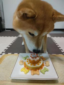 柴犬6歳のお誕生日ケーキ！ 犬,柴犬,シバの写真素材