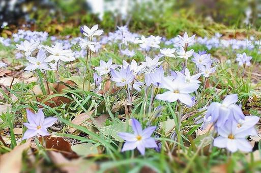 春の花 自然,レンゲ,ピンクの写真素材