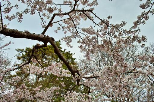 桜 松 桜 松 桜,松,空の写真素材