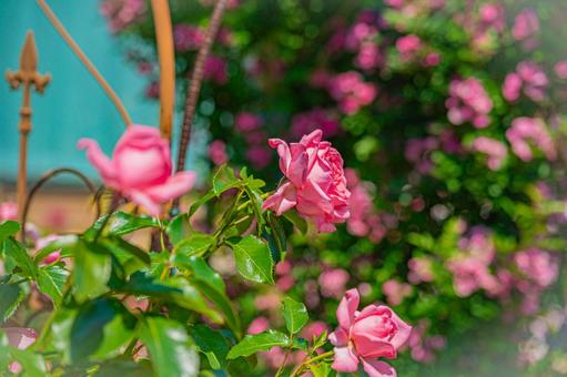 Rose Garden in Sapporo, Hokkaido, JPG