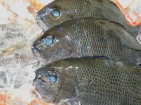 グレ 魚,魚屋,市場の写真素材