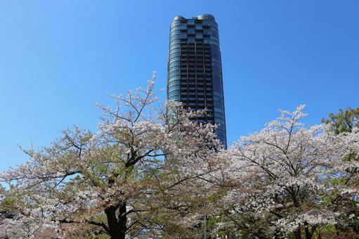 4月上旬の東京港区立檜町公園の桜 4月上旬の東京港区立檜町公園の桜 背景,桜,花の写真素材