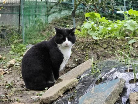 見つめる猫 猫,ネコ,地域猫の写真素材